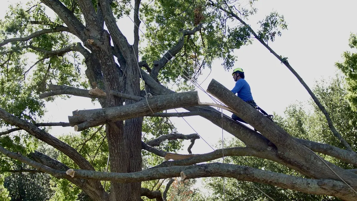 Professional Crown Thinning performed by certified arborists in Marthasville